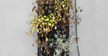 Common Mistakes in Vertical Gardening and How to Avoid Them