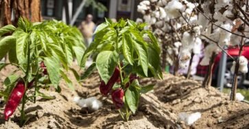 Common Mistakes to Avoid in Garden Plants