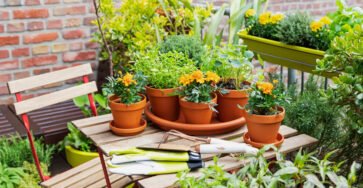 Get Creative With These Small Apartment Gardening Ideas on 7 Tips