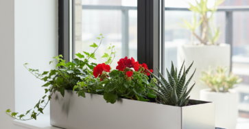 How Many Plants Should You Put in a Window Box