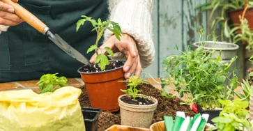 7 Easy Steps to Successfully Plant Your Home Garden