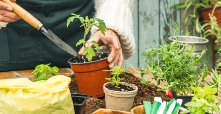 7 Easy Steps to Successfully Plant Your Home Garden