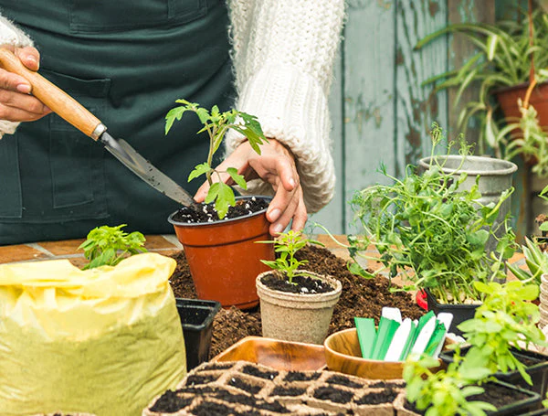7 Easy Steps to Successfully Plant Your Home Garden