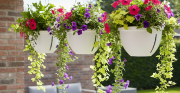 Self-Watering Hanging Baskets