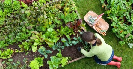 Vegetable Garden Planning