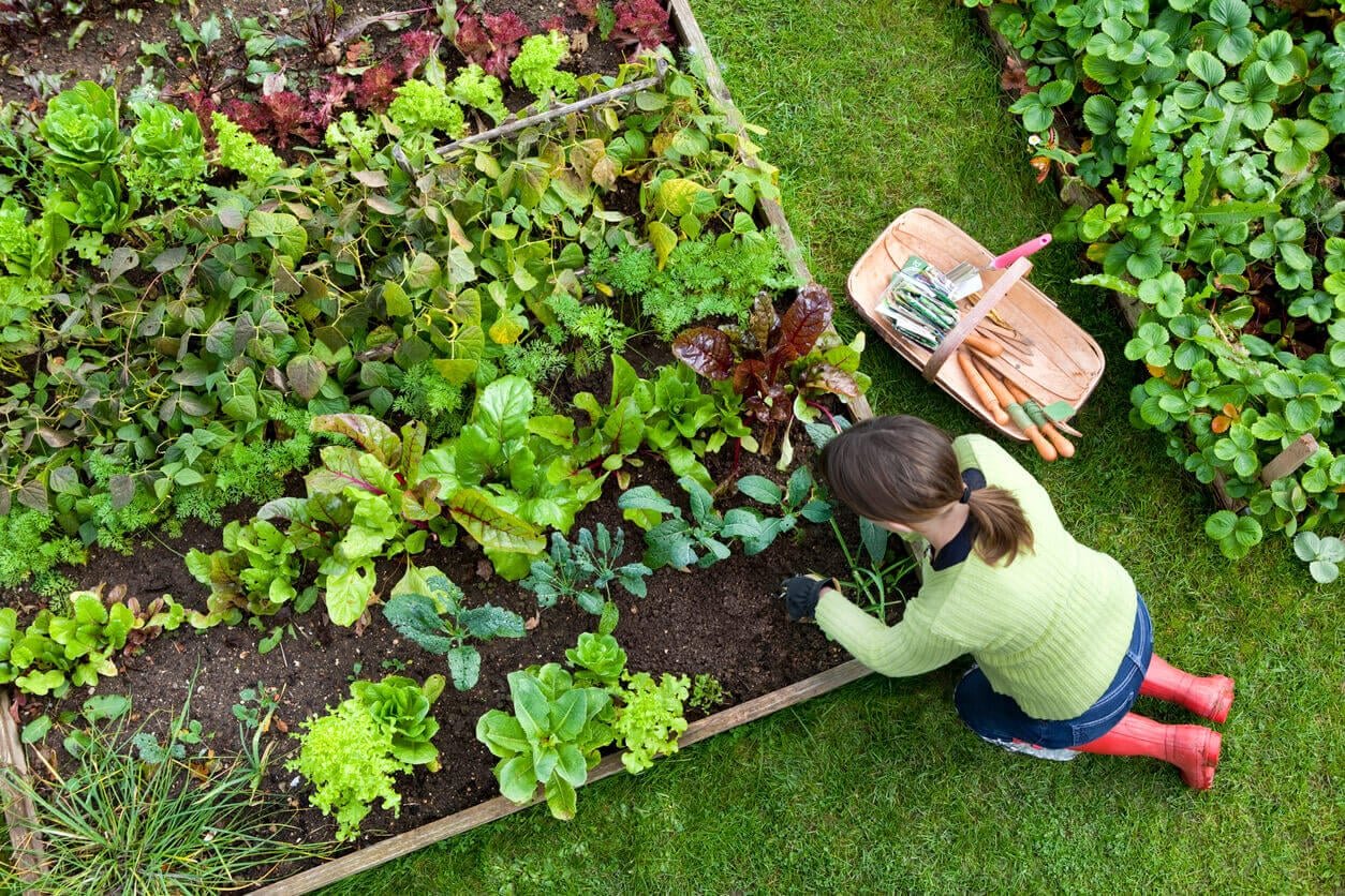 Vegetable Garden Planning