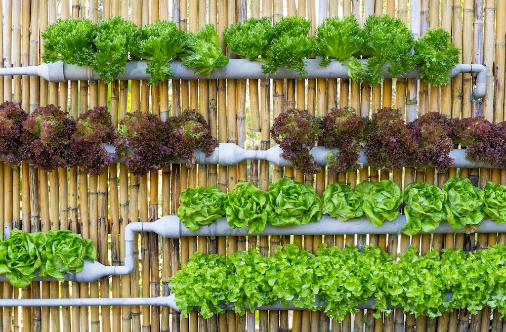 The Complete Guide to Urban Gardening