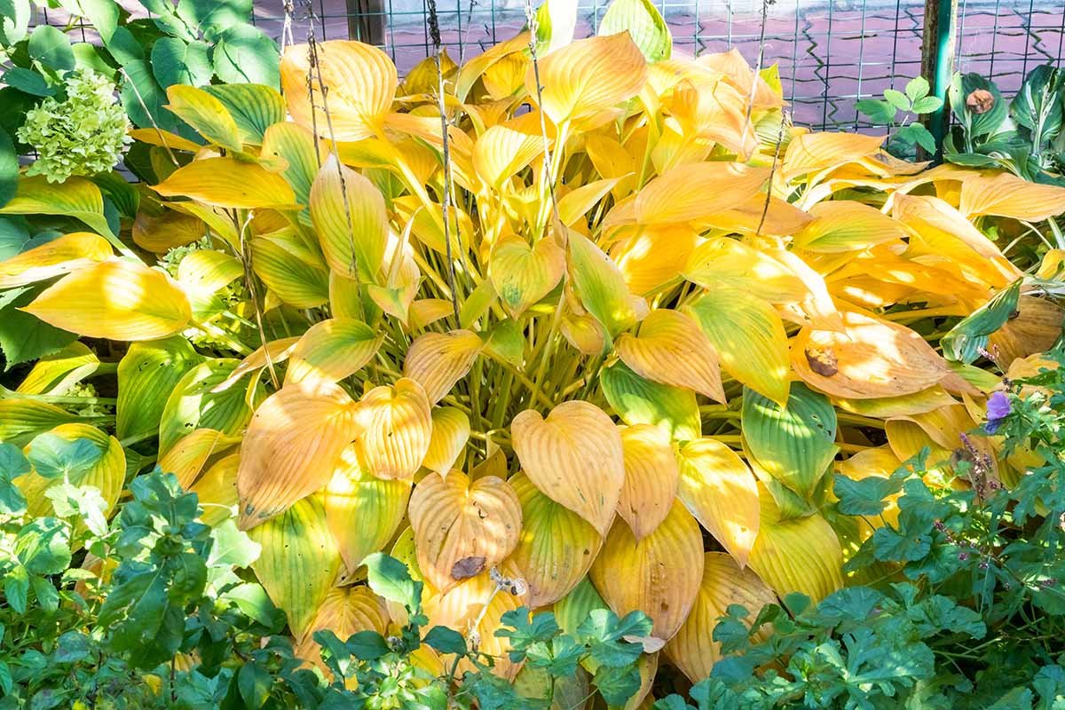 Why Are My Leaves Turning Yellow