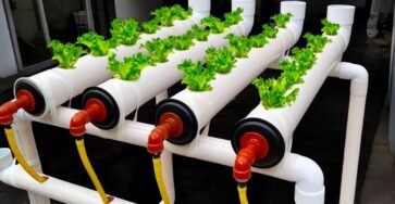 Easy hydroponics at home