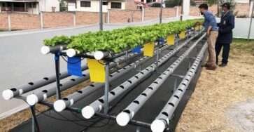 Maximizing Small Spaces: How to Cultivate 1,000 Lettuces Using PVC Pipes