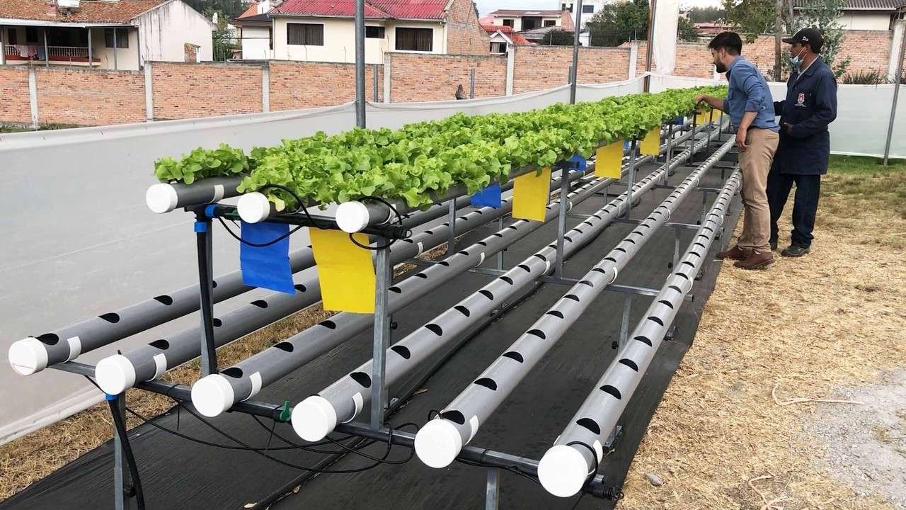 Maximizing Small Spaces: How to Cultivate 1,000 Lettuces Using PVC Pipes